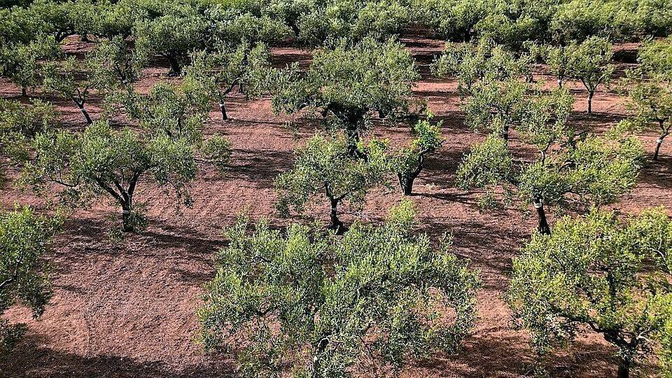 olive-trees-3622571_960_720|Jornada 2|Jornada1
